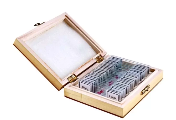 Preparaty biologiczne - ANATOMIA CZŁOWIEKA